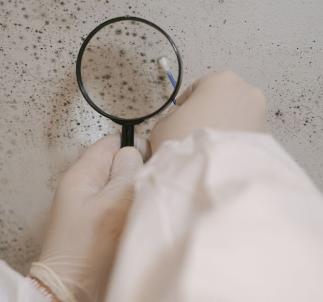 A professional in a white coat uses a magnifying glass to inspect a moldy wall, highlighting mold removal services in Houston, TX.