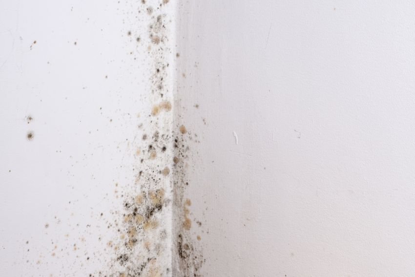 Visible mold on a wall next to a toilet, representing the need for mold removal services in Houston, TX.