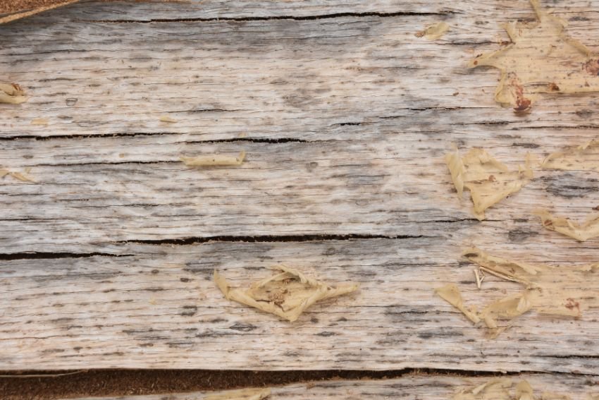 Detailed view of a wooden piece with scattered wood chips, relevant to wood mold removal services in Houston, TX.