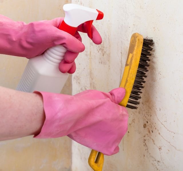 A person wearing pink gloves scrubs a wall with a brush, part of a mold removal service in Houston, TX.