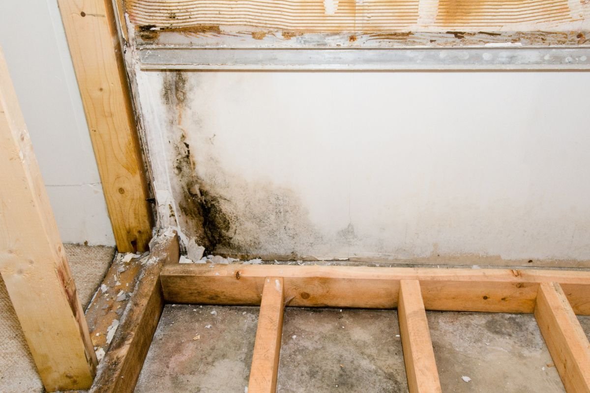 Mold growth on bathroom walls featuring wood framing and trim, highlighting potential moisture issues and maintenance needs. 