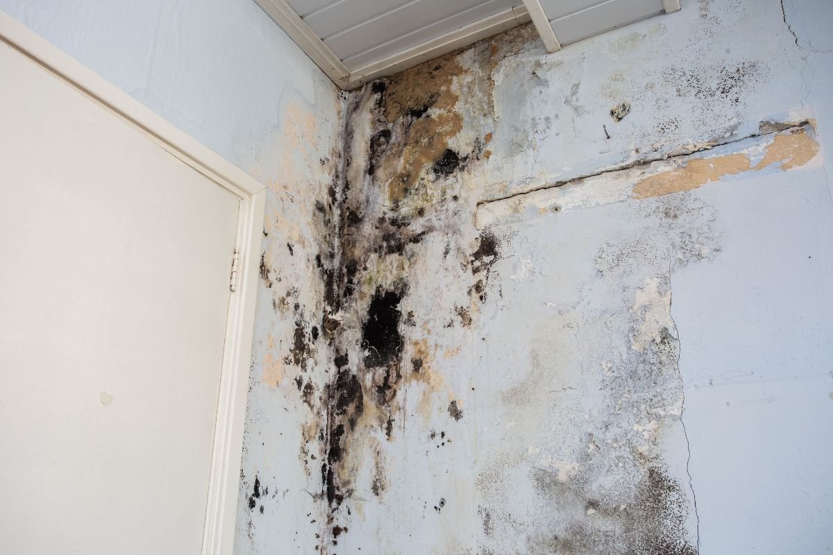 Mold-infested wall in a corner of a room, featuring discoloration, peeling paint, and a closed white door nearby.